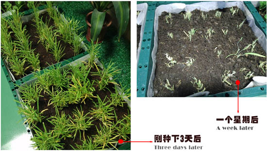 自然光照明系統下的空心菜